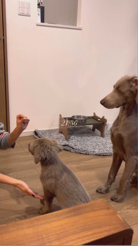 お手練習中のセスくん