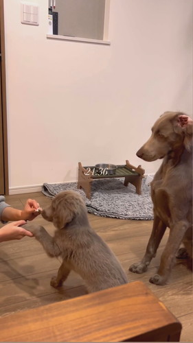 お手練習中のセスくん