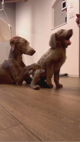 お手練習中のセスくん