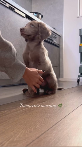 お手練習中のセスくん