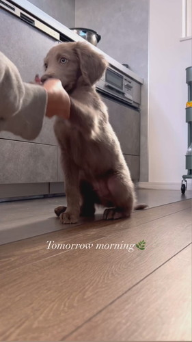 お手練習中のセスくん