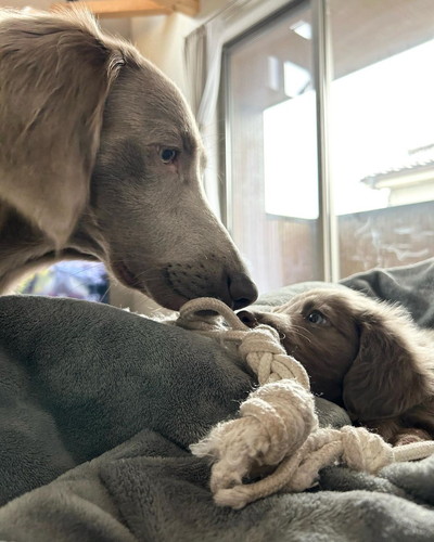 ティナちゃんとセスくん