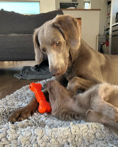 ティナちゃんとセスくん