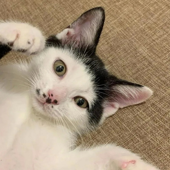 ペトコト 猫 暖房