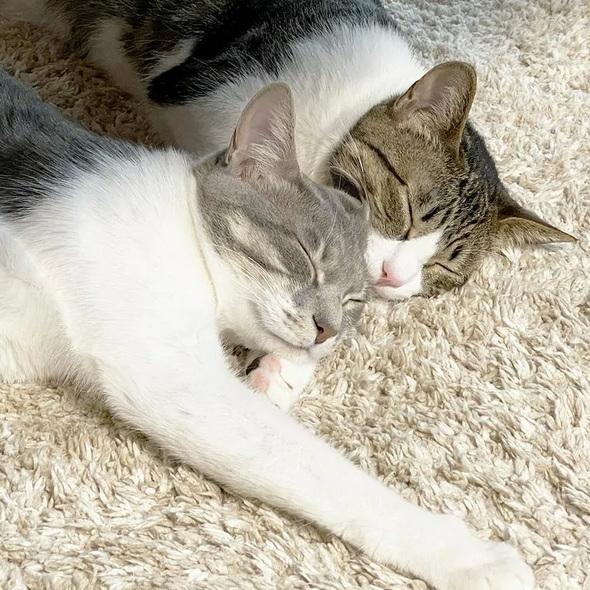 ペトコト 猫 暖房