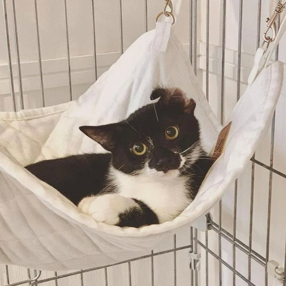 ペトコト 猫 暖房