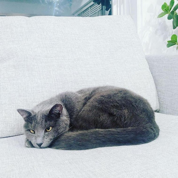 ペトコト 猫 暖房