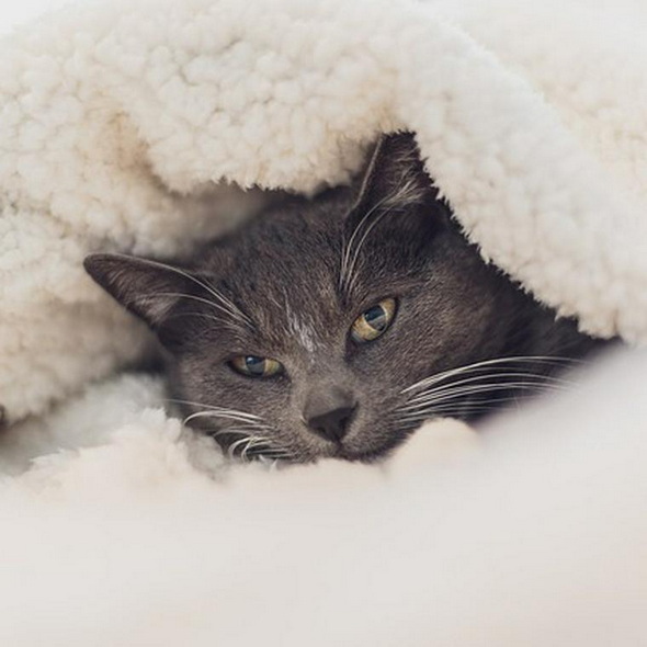 ペトコト 猫 暖房