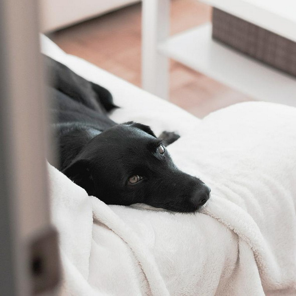 ペトコト 犬 暖房