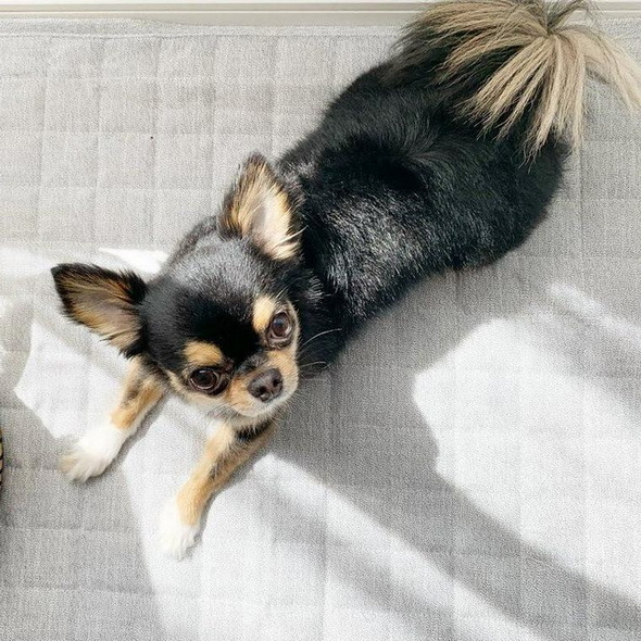 ペトコト 犬 暖房