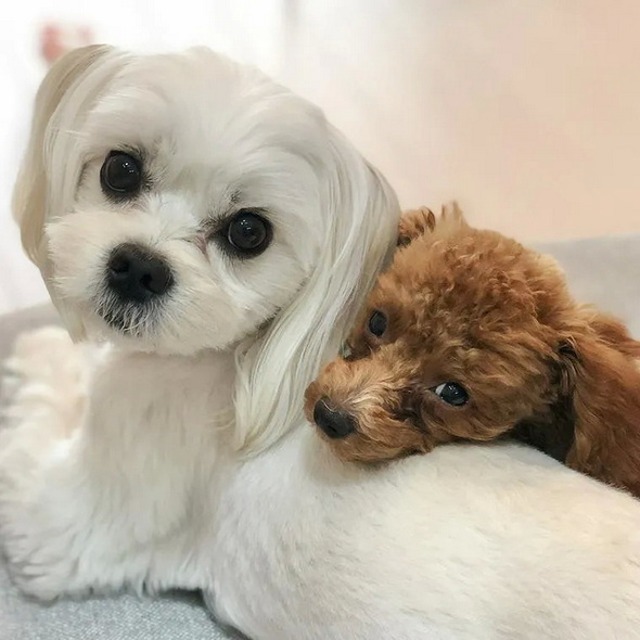 ペトコト 犬 暖房