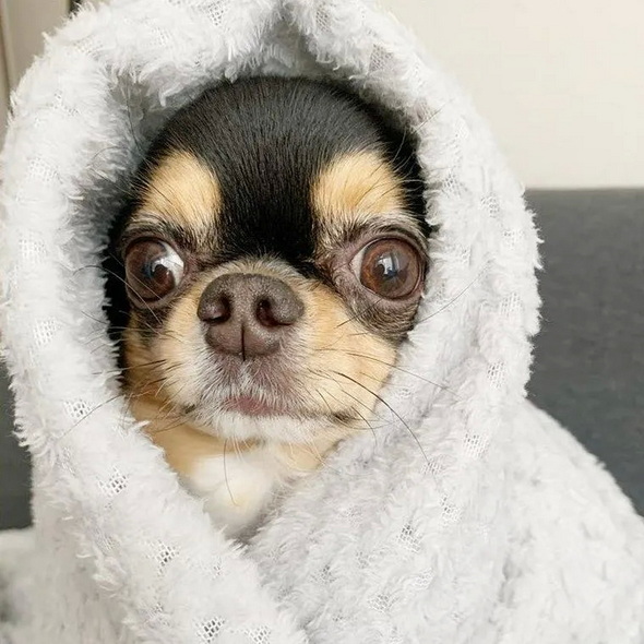 ペトコト 犬 暖房