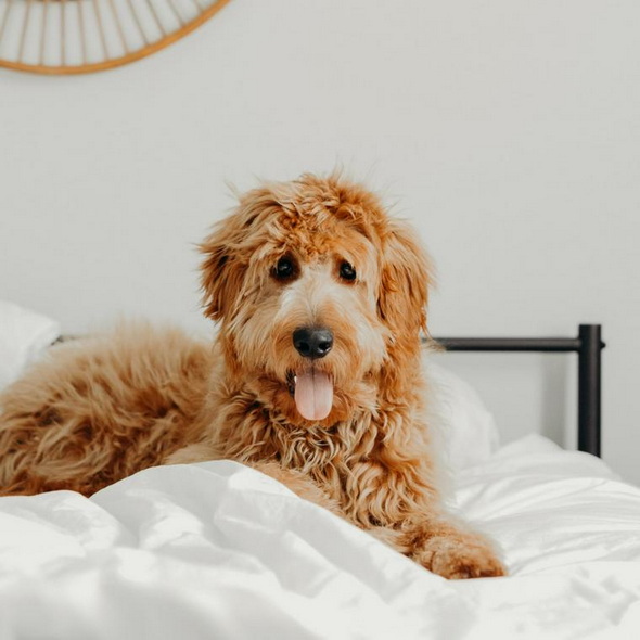 ペトコト 犬 暖房