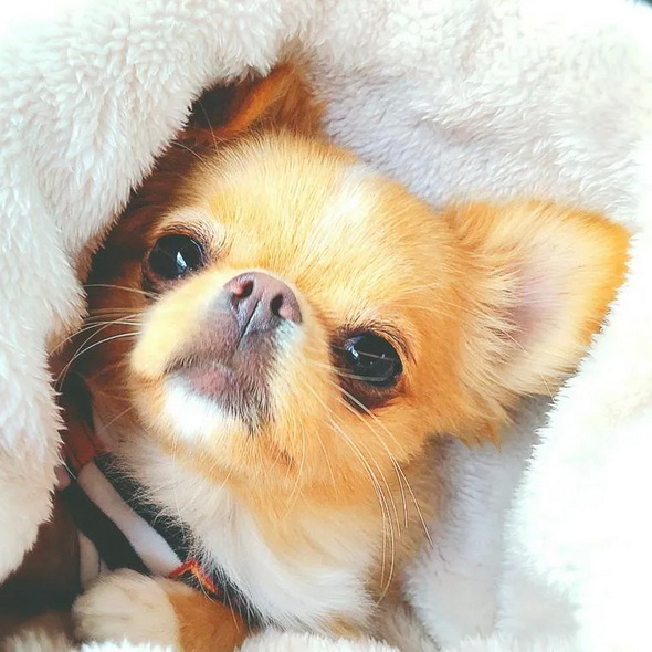 ペトコト 犬 暖房