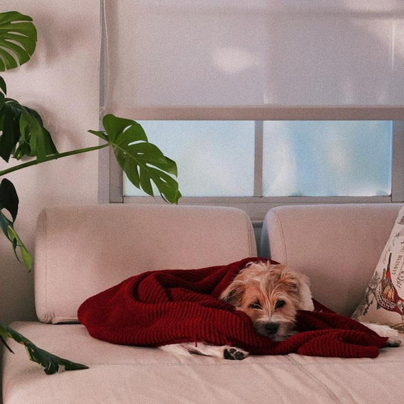 ペトコト 犬 暖房