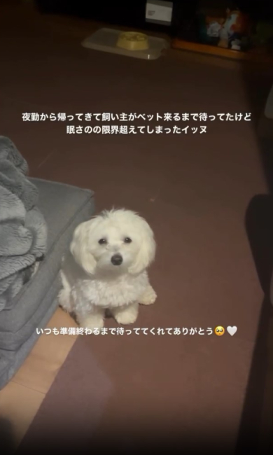 マルプーのPUNK(パンク)さん