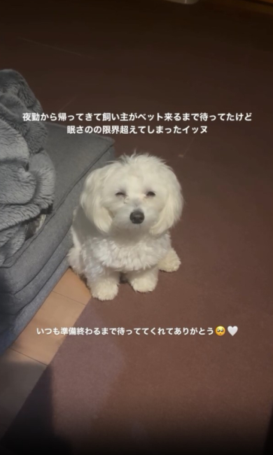 マルプーのPUNK(パンク)さん