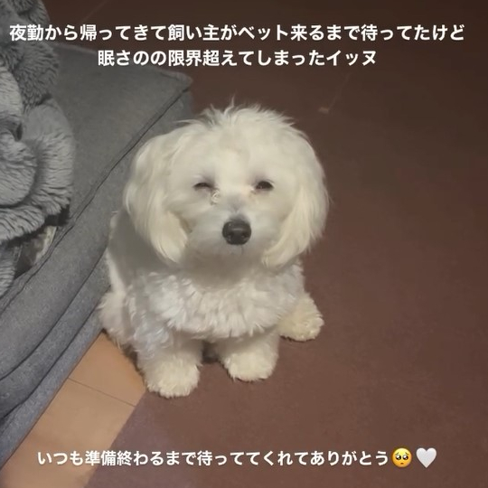 マルプーのPUNK(パンク)さん