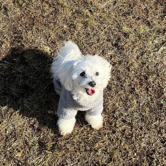 マルプーのPUNK(パンク)さん