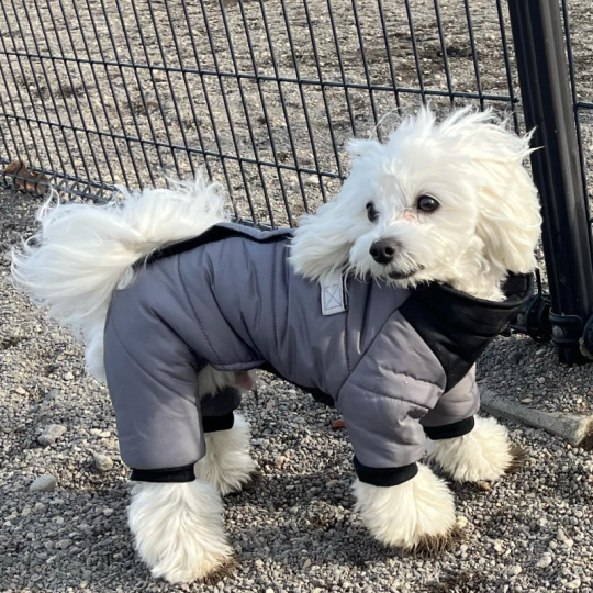 マルプーのPUNK(パンク)さん