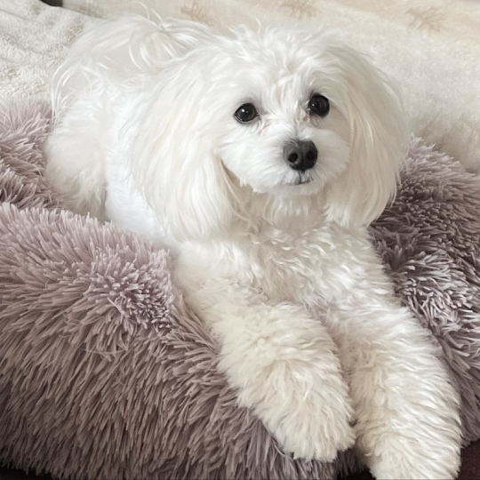 マルプーのPUNK(パンク)さん