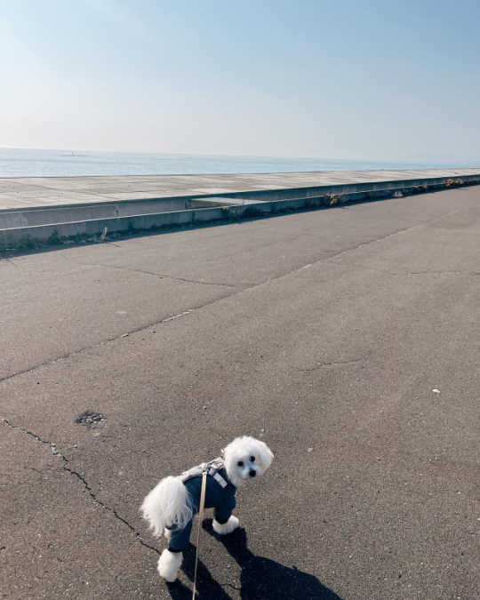 マルプーのPUNK(パンク)さん