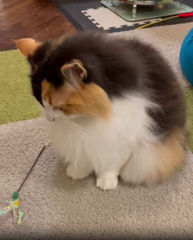 おもちゃ見てる猫