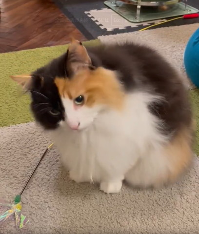 少し首傾げる猫