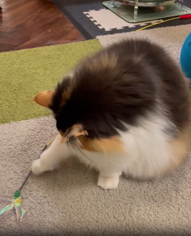 おもちゃさわる猫