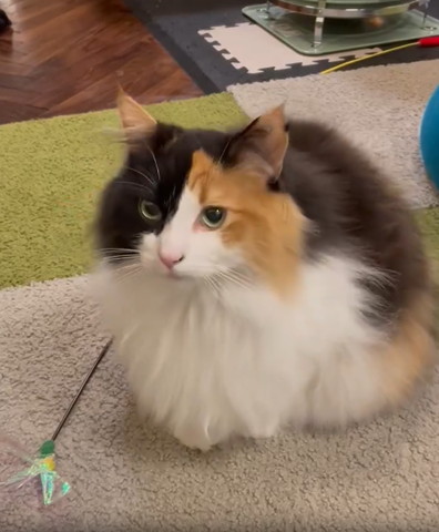 おもちゃとカメラ目線猫