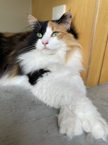 前足クロスさせる猫