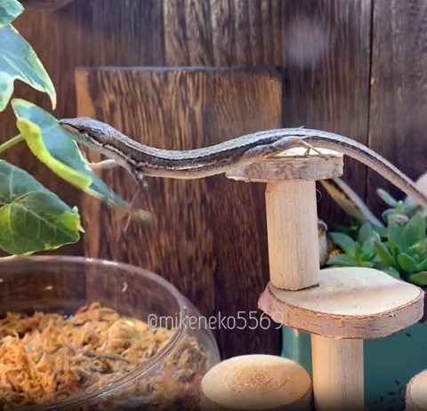 葉っぱに乗ろうとするカナヘビ