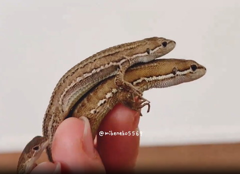 二段重ねの下にカナヘビ