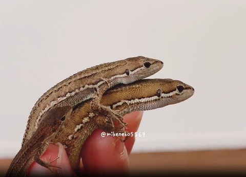 二段重ねを近くで見つめるカナヘビ