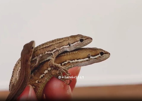 二段重ねに乗ろうとするカナヘビ