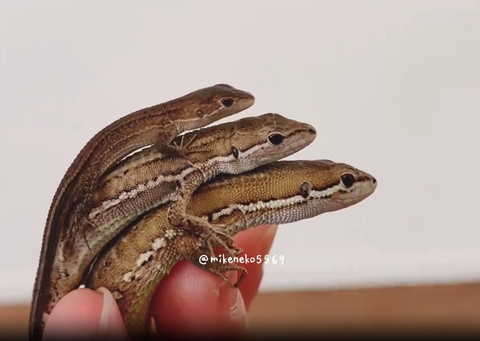 カナヘビ三段重ね