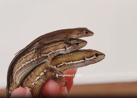 下の子の頭にのるカナヘビ