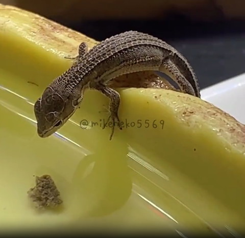 ごはん見つめるカナヘビ