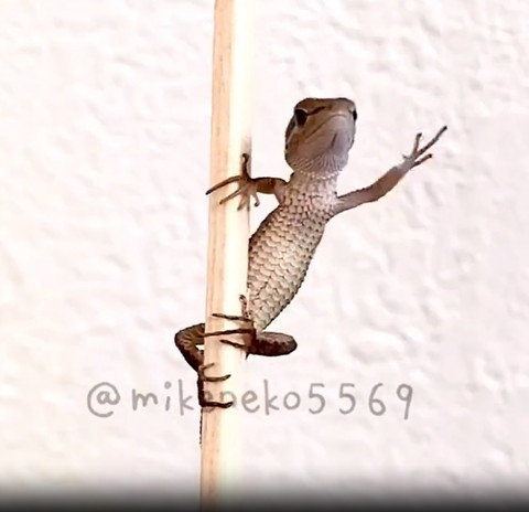 棒につかまるカナヘビ