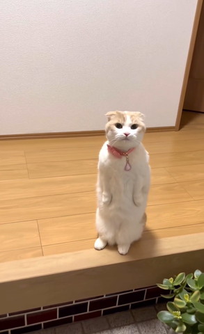 立ってる猫下の方見てる