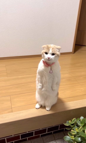 立って遠くを見つめる猫
