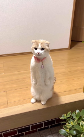 立ってる猫