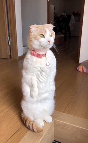 立ってる猫斜め横から