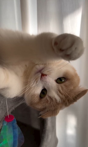 前足伸ばしてる猫