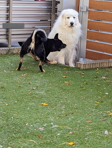 庭にいるワンコ2匹アップ