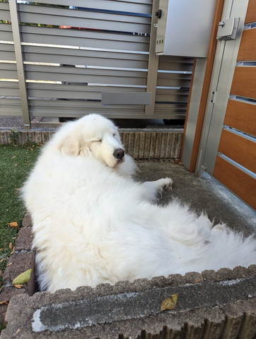 庭で眠そうなワンコ