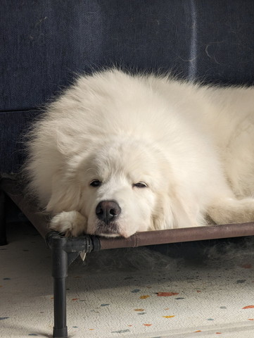 眠そうなワンコ