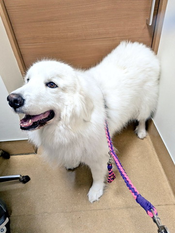 ドアの前にワンコ