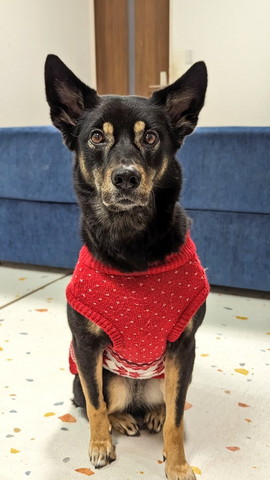 カメラ見上げるアライグマ