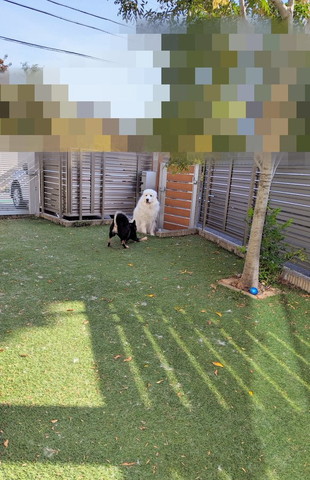 庭にいるワンコ2匹遠くから